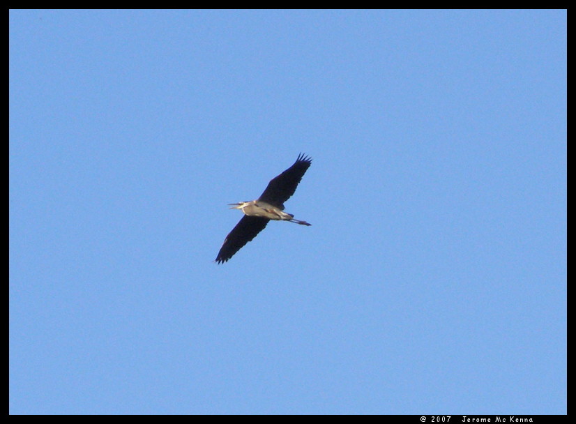 Blue Heron overhead