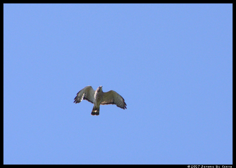 Broadwinged Hawk Overhead