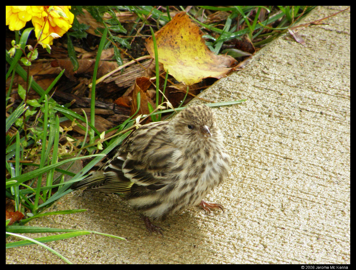 A Pine Siskin in our yard