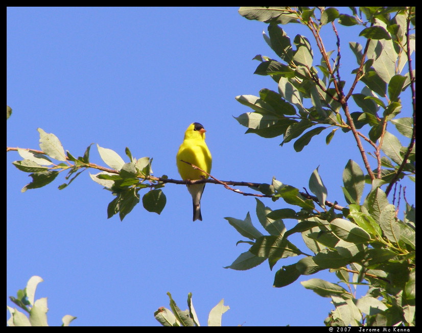 Gold Finch in a tree