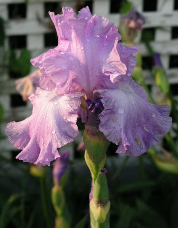 An Iris in Annandale