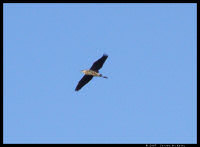Blue Heron overhead