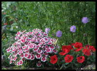 Dianthus & Butterfly