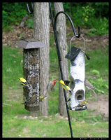 Goldfinch and House Finch at Odds