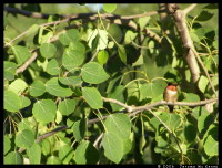 Hummingbird on a tree
