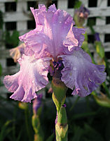 An Iris in Annandale