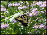 Swallowtail in Shelby Forest