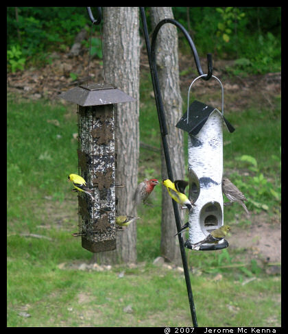 House Finch and Goldfinch Fighting